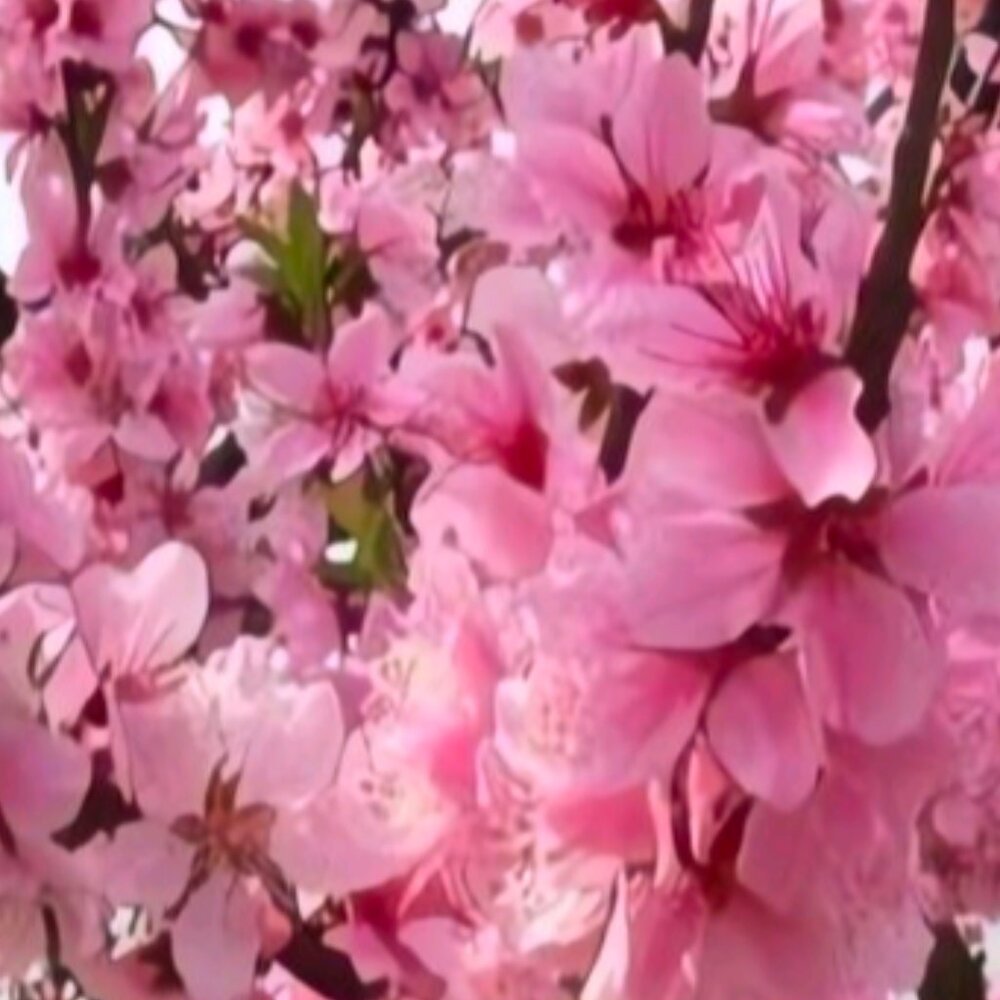 Meet your Posher, Josie